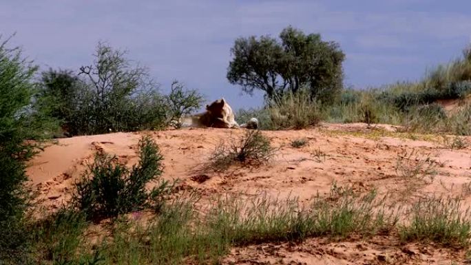 雌性狮子躺在南非卡拉哈里沙漠野生动物