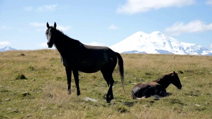 北高加索高山牧场上疯狂放牧的黑马和黑驹。农场采矿概念