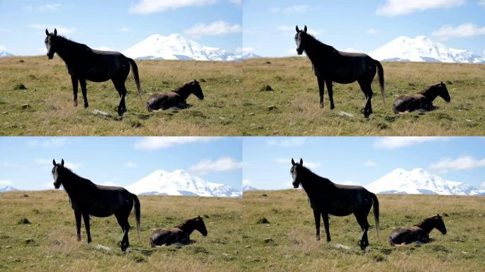 北高加索高山牧场上疯狂放牧的黑马和黑驹。农场采矿概念