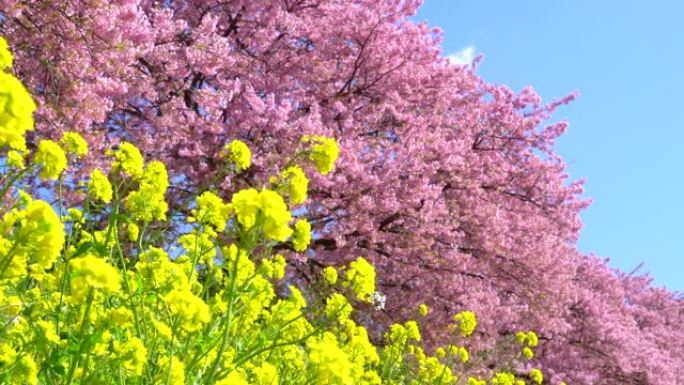 下加莫河岸上有卡诺拉花的河津樱花树