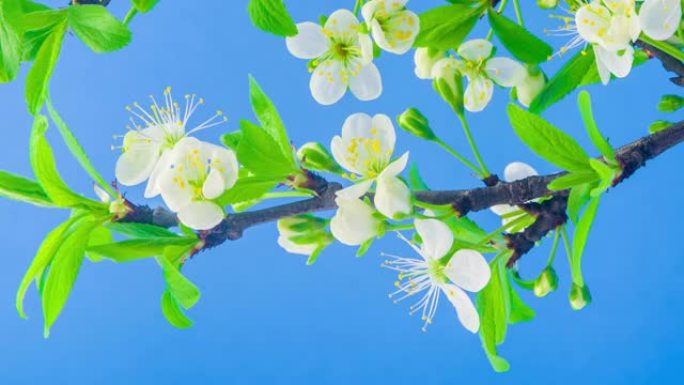 4k垂直延时的梅树花开并在蓝色背景上生长。盛开的李子花。9:16比例的垂直时间流逝手机和社交媒体准备