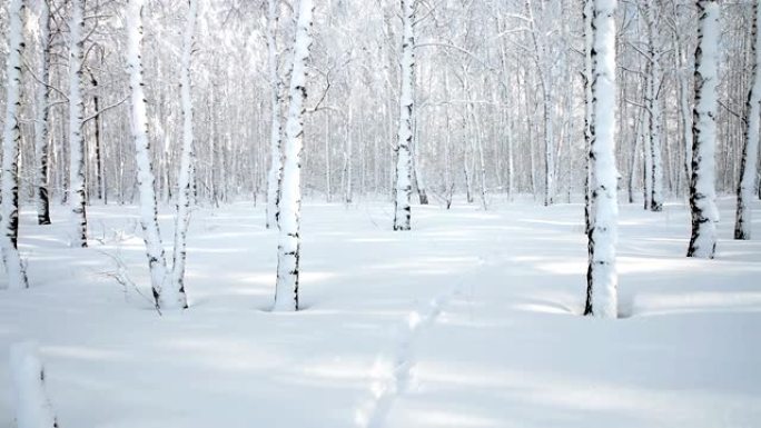 冬天白雪皑皑的白桦林的景色。