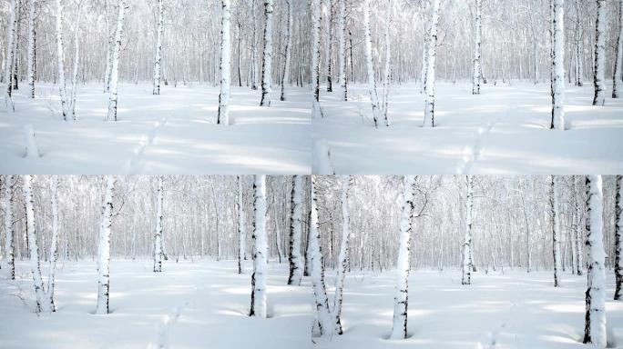 冬天白雪皑皑的白桦林的景色。