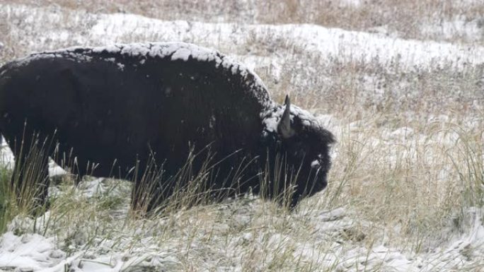 在黄石公园的秋雪中关闭野牛