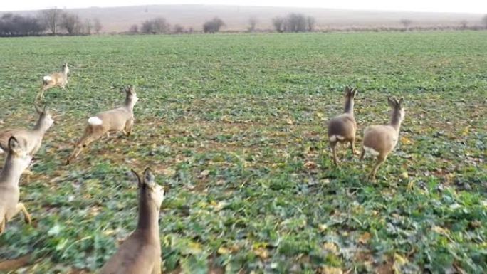 一群在绿色的田野上奔跑的鹿。对幼苗来说，Deers是危险的害虫。