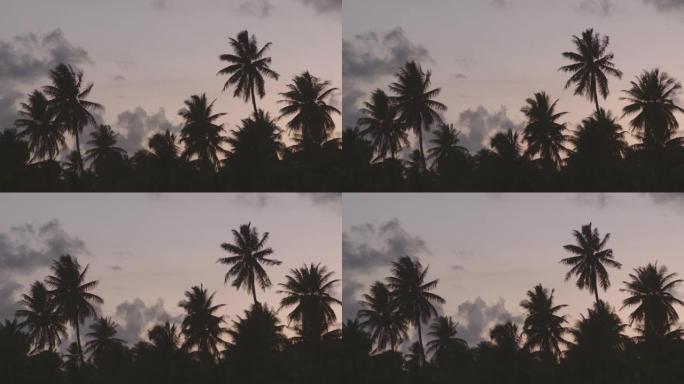 夕阳下的棕榈树。