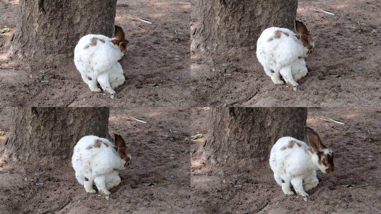 白兔野兔