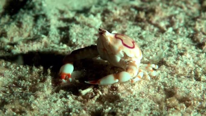 沙质海底的小螃蟹小螃蟹