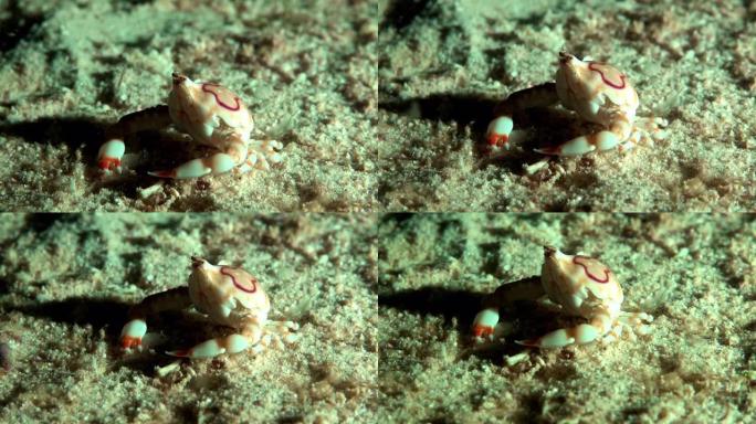 沙质海底的小螃蟹小螃蟹