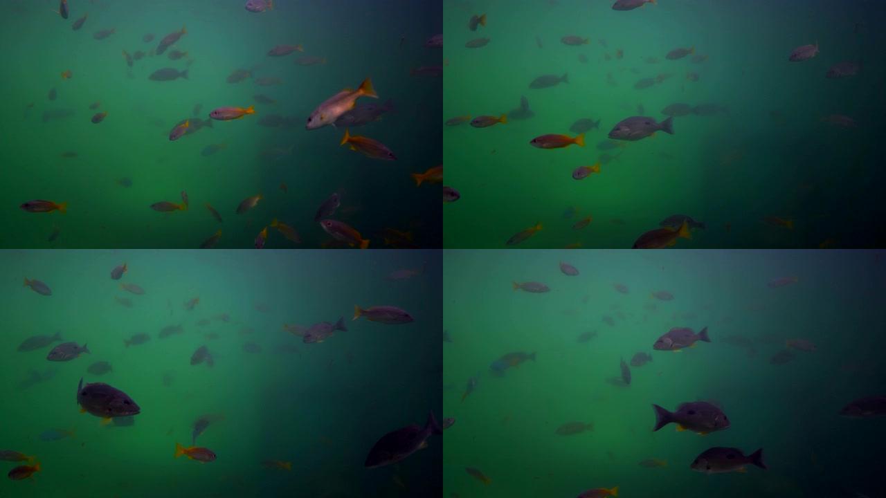 许多鱼在深绿色的海洋上潜水