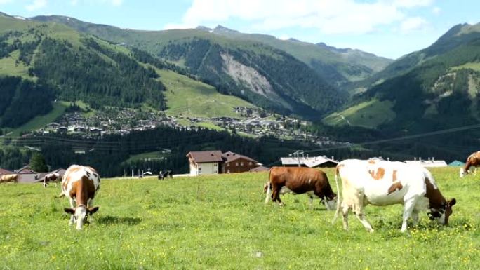 奥地利高陶恩山脉的幼牛群。奥地利科尼格莱滕市的鸟瞰图。