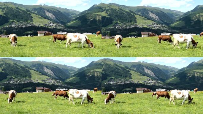 奥地利高陶恩山脉的幼牛群。奥地利科尼格莱滕市的鸟瞰图。