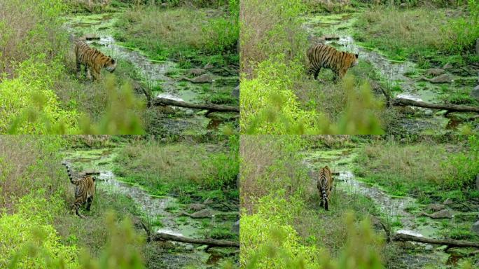 老虎在水溪附近的地面上寻找东西