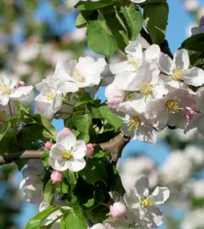 开花苹果树的树枝。垂直视频