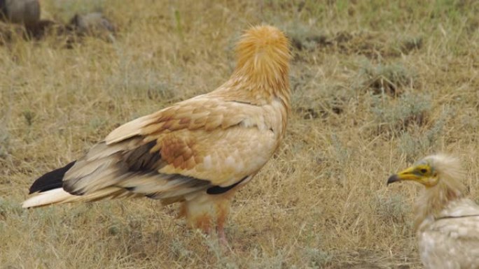 埃及外阴 (Neophron percnopterus) -阿塞拜疆