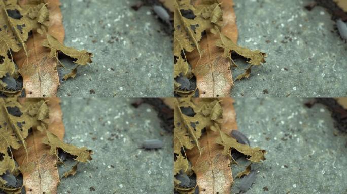 粪虫藏在落叶和石头之间的4k视频