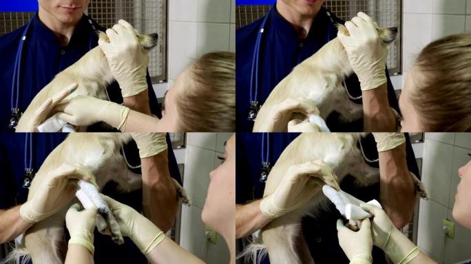 两名兽医将敷料放在吉娃娃狗的断爪上。4K