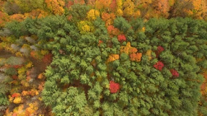 清脆而锋利的垂直头顶无人机拍摄初秋的森林