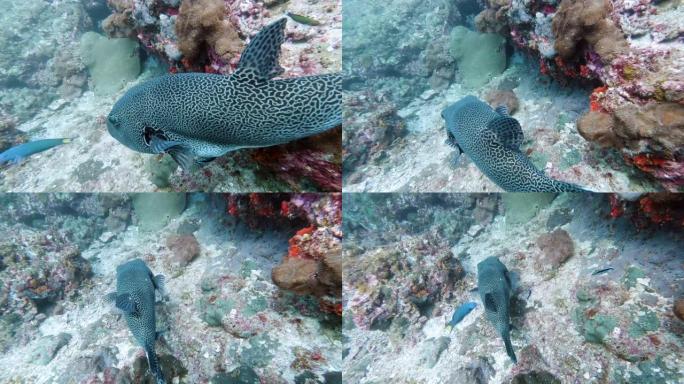 水下珊瑚礁上的巨型河豚 (arothrons stellatus)