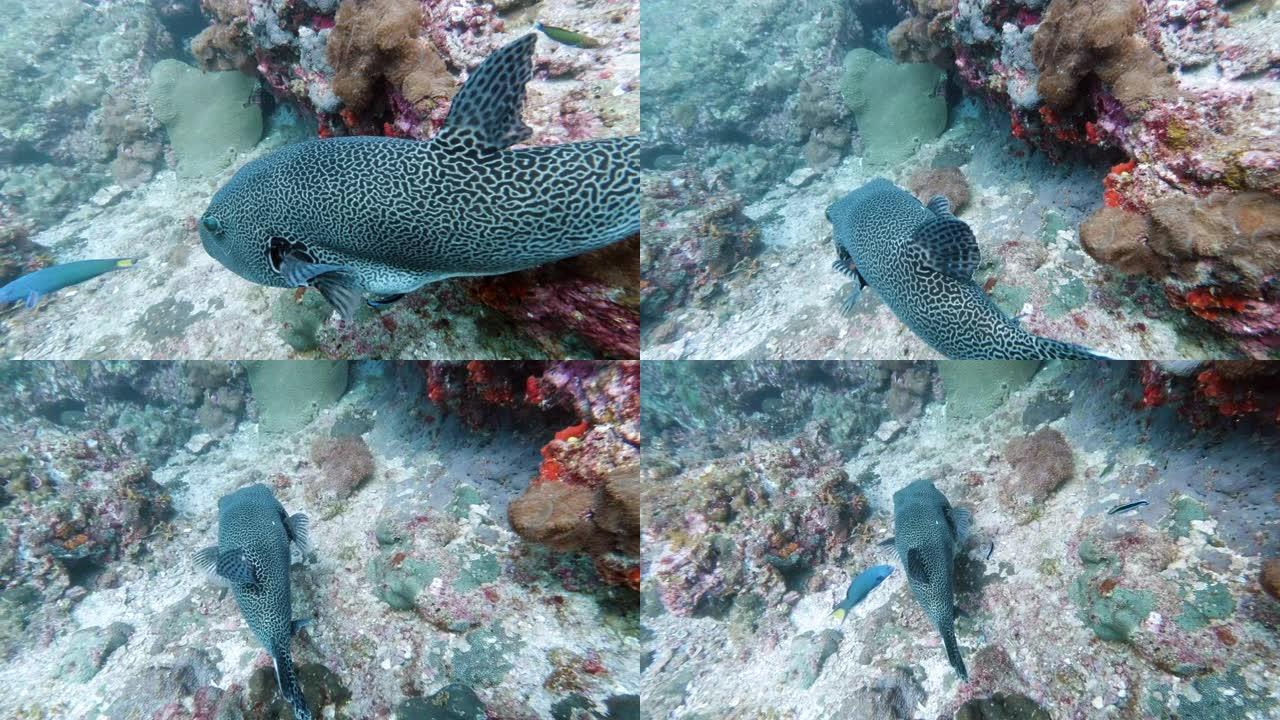水下珊瑚礁上的巨型河豚 (arothrons stellatus)