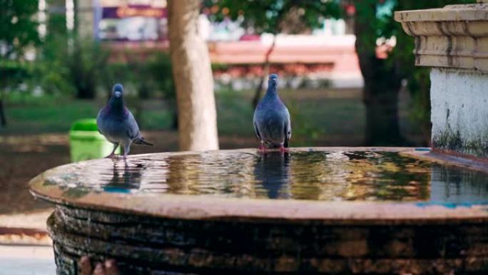 两只漂亮的鸽子从喷泉里喝水，飞走了