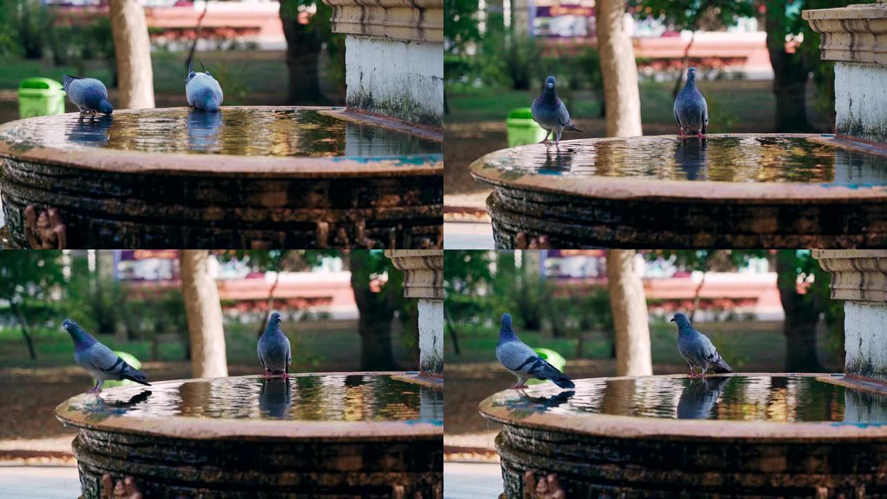 两只漂亮的鸽子从喷泉里喝水，飞走了