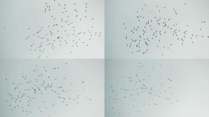从下面成群的鹳在灰色多云的天空中飞行。高飞的鸟儿剪影作为自由和自然的象征。保护环境和濒危动物物种的概