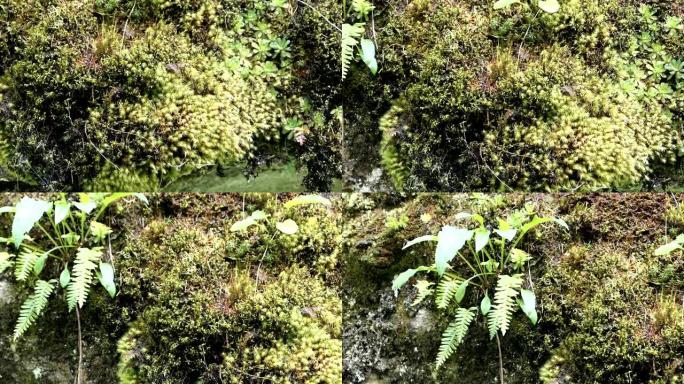 水滴从带有苔藓和蕨类植物的高山岩石上掉下来。