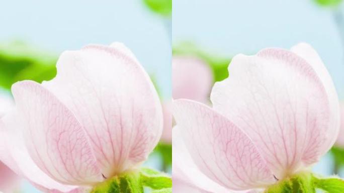 梅花盛开的垂直格式延时4k视频。春季Cydonia oblonga开花的视频。