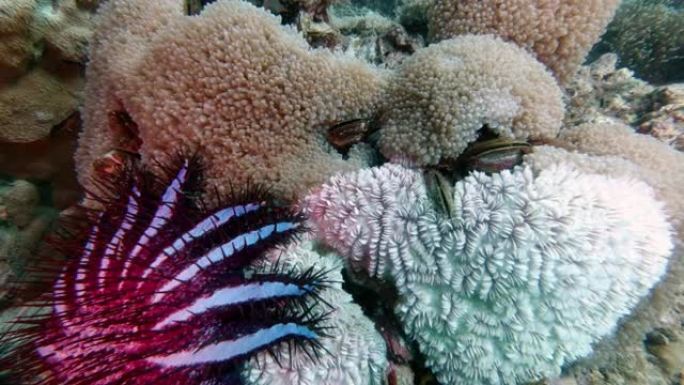 引进种棘冠海星(棘冠海星)吃珊瑚