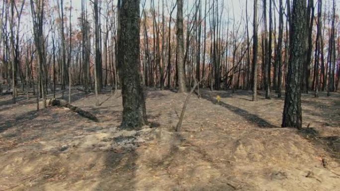 低角空中无人机在澳大利亚新南威尔士州悉尼附近的一片森林中飞行，在过去的几个月中，毁灭性的丛林大火严重