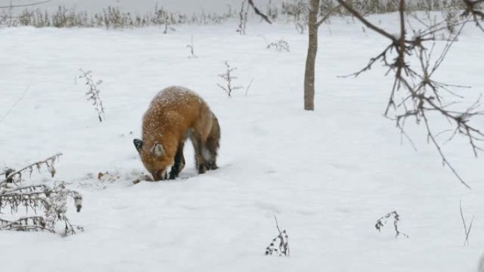 在加拿大寒冷干燥的冬季，在野外拍摄狐狸