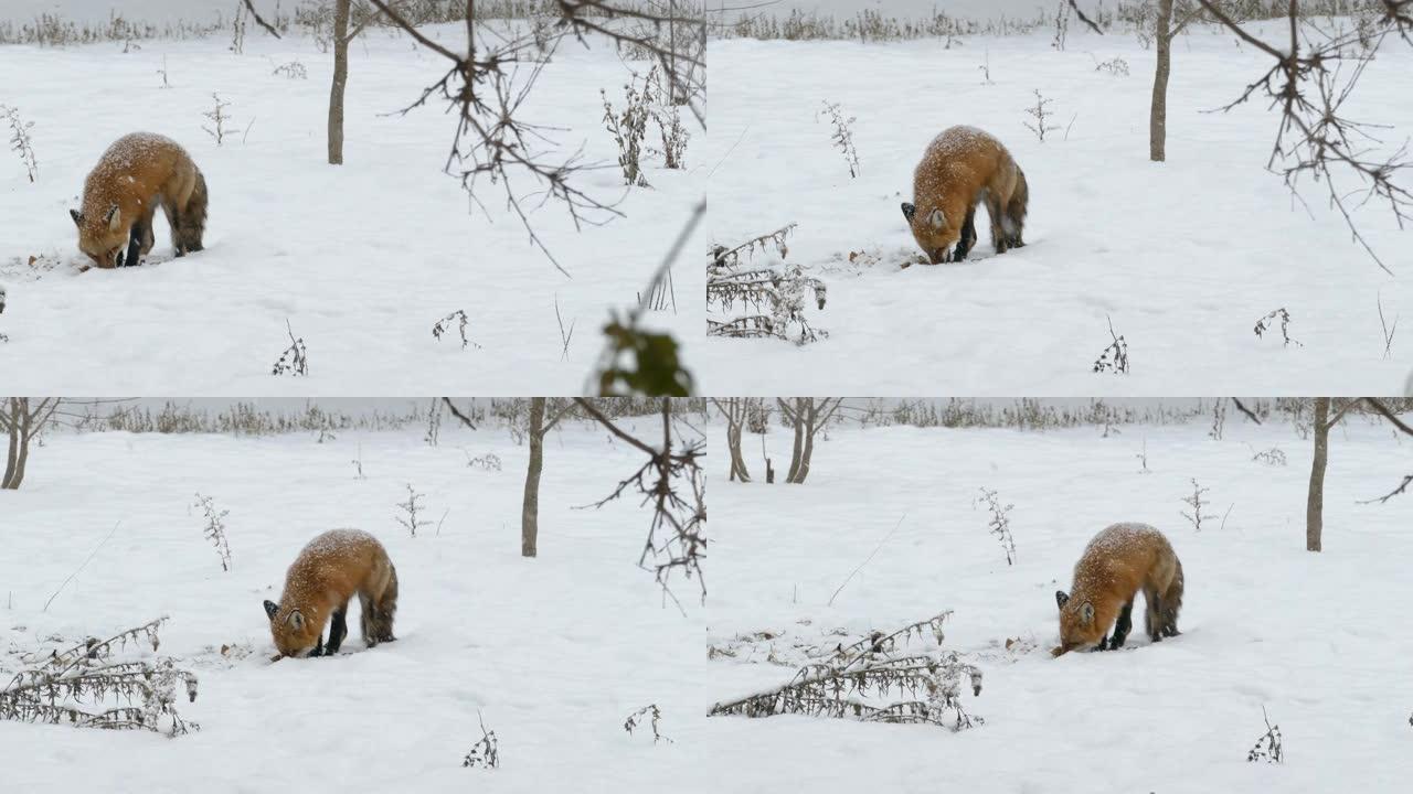 在加拿大寒冷干燥的冬季，在野外拍摄狐狸