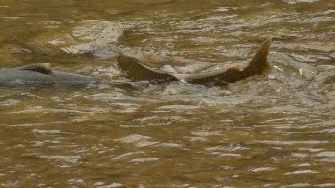 健康的鲑鱼试图在大鲑鱼奔跑中游向溪流