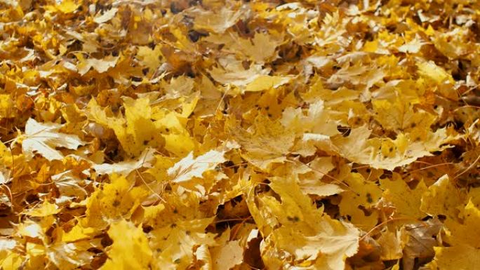 树叶地毯。秋天地面上的树叶，4k