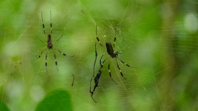 两只大蜘蛛在野外繁忙的网状结构中，背景模糊
