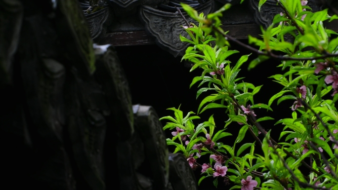 江南雨中美景