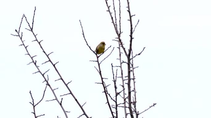 欧洲绿雀-Carduelis chloris