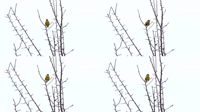 欧洲绿雀-Carduelis chloris