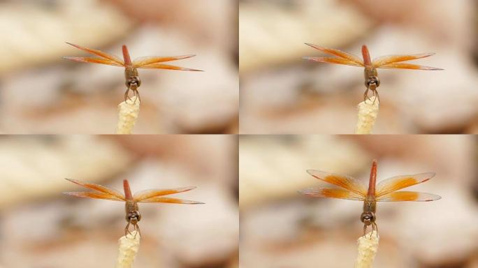 蜻蜓的慢动作。微距特写眼珠