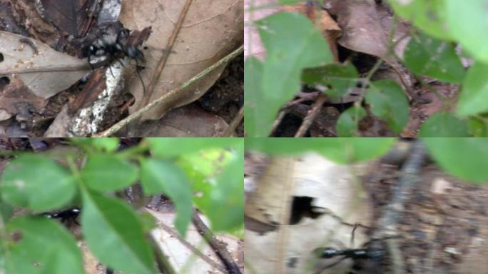 Bullet Ant，Paraponera Clavata，巴西: 死者河，新谷河，潘塔纳尔河，马托