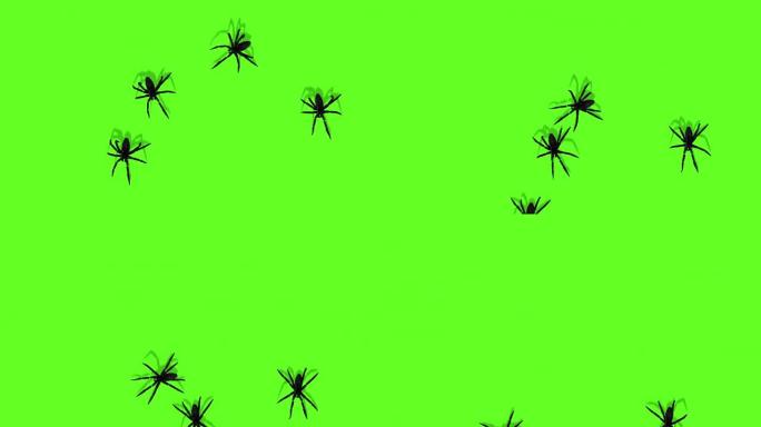 蜘蛛在绿屏上爬行的动画