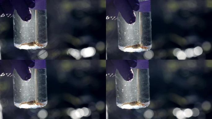 生物学家在实验室玻璃器皿中夹着小龙虾的特写镜头