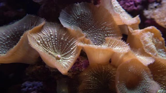 鱼缸礁石上的蘑菇珊瑚 (Fungiidae) 殖民地的水下拍摄。生长在海底的彩色珊瑚。