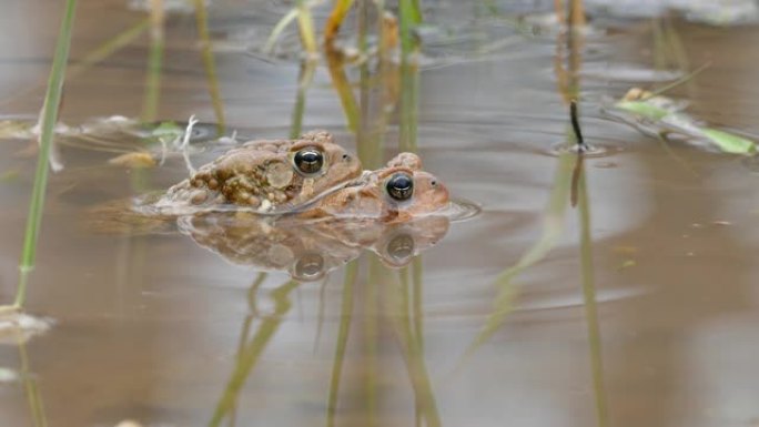 在性爱过程中，青蛙在另一只上面向前移动，而一半淹没在水中