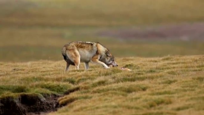 大自然中的狼野狼进食野生动物
