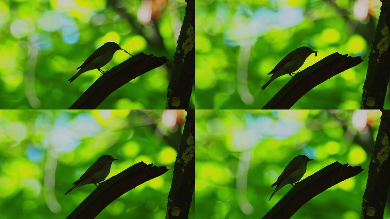 红胸鹟-Ficedula parva (雄性) 在绿色森林中坐在树枝上唱歌，美丽的bokeh和背景。