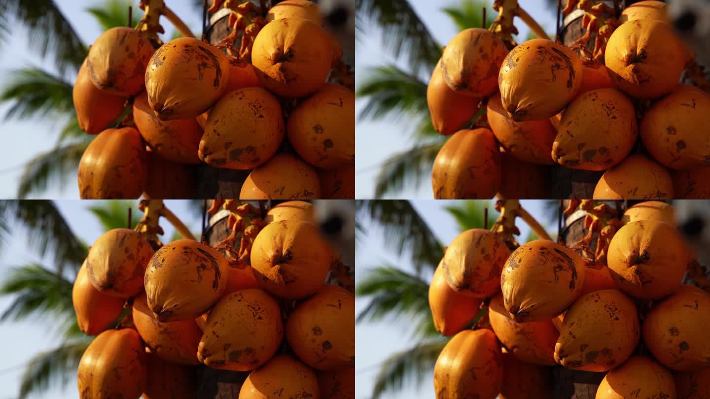 椰子树海南水果金椰