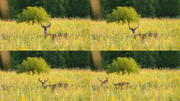 田野里的鹿在进食期间通过咀嚼来抬起和放下头