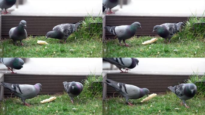 鸽子分享面包肉鸽灰色